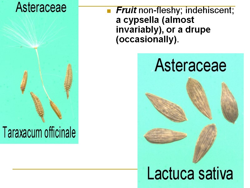 Fruit non-fleshy; indehiscent; a cypsella (almost invariably), or a drupe (occasionally).